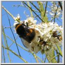 Bombus terrestris - Erdhummel 06.jpg